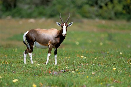 simsearch:841-03060952,k - Bontebok (Damaliscus dorcas dorcas), De Hoop Reserve, South Africa, Africa Foto de stock - Con derechos protegidos, Código: 841-03060848