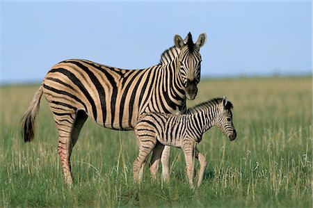 simsearch:841-03060864,k - Burchell's (Plains) zebra with newborn foal (Equus burchelli), Etosha National Park, Namibia, Africa Foto de stock - Con derechos protegidos, Código: 841-03060840