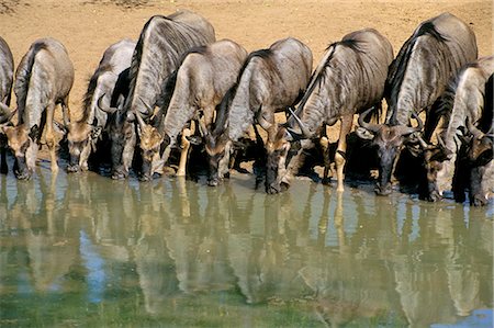 simsearch:614-08989833,k - Blue wildebeest (Connochaetes taurinus) drinking at waterhole, Mkuze, South Africa, Africa Foto de stock - Direito Controlado, Número: 841-03060854
