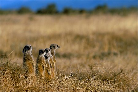 Meerkats (suricates) (Suricata suricatta), Addo National Park, South Africa, Africa Stock Photo - Rights-Managed, Code: 841-03060858