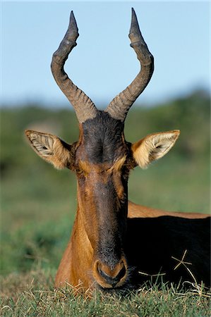 Red hartebeest (Alcelaphus buselaphus), Addo National Park, South Africa, Africa Foto de stock - Con derechos protegidos, Código: 841-03060850