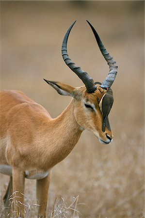 Piquebœuf Redbilled (Buphagus erythrorhyncus) sur l'impala (Aepyceros melampus), Parc National de Kruger, Afrique du Sud, Afrique Photographie de stock - Rights-Managed, Code: 841-03060853