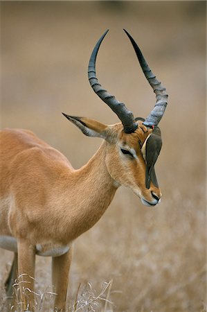 Redbilled oxpecker (Buphagus erythrorhyncus) on impala (Aepyceros melampus), Kruger National Park, South Africa, Africa Foto de stock - Con derechos protegidos, Código: 841-03060853