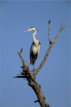 Grey heron (Ardea cinerea), le Parc National Kruger, Afrique du Sud, Afrique Photographie de stock - Rights-Managed, Code: 841-03060865