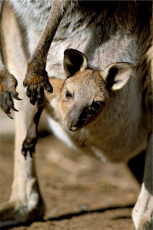 Eastern grey kangaroo (Macropus giganteus) joey in pouch, New South Wales, Australia, Pacific Foto de stock - Con derechos protegidos, Código: 841-03060870