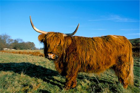 Erhaltung der Schottische Hochlandrinder Weiden Arnside Knott, Cumbria, Vereinigtes Königreich, Europa Stockbilder - Lizenzpflichtiges, Bildnummer: 841-03060880