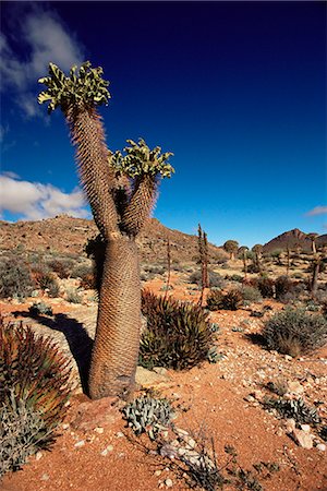 south african nature scenes - Halfmens (Pachypodium Namaquanum), Goegap Nature Reserve, Springbok, South Africa, Africa Stock Photo - Rights-Managed, Code: 841-03060895