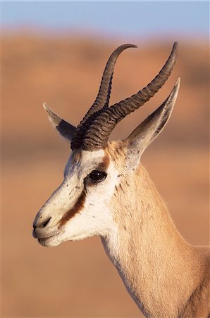 springboks animal heads - Male springbok (Antidorcas marsupialis), Kalahari Gemsbok National Park, South Africa, Africa Stock Photo - Rights-Managed, Code: 841-03060897