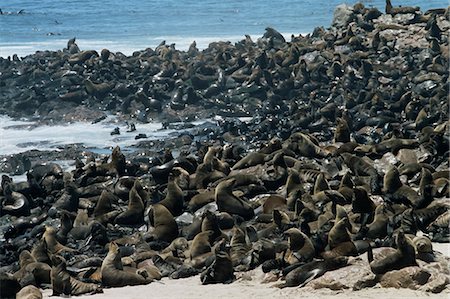 Breeding colony of Cape fur seals (Arctocephalus pusillus), Cape Cross, Skeleton Coast, Namibia, Africa Foto de stock - Con derechos protegidos, Código: 841-03060905