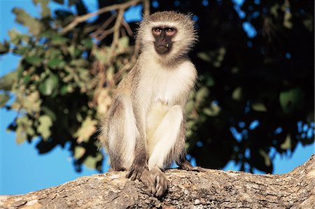 simsearch:841-03060909,k - Singe vervet (Cercopithecus aethiops), Parc National de Kruger, Afrique du Sud, Afrique Photographie de stock - Rights-Managed, Code: 841-03060906