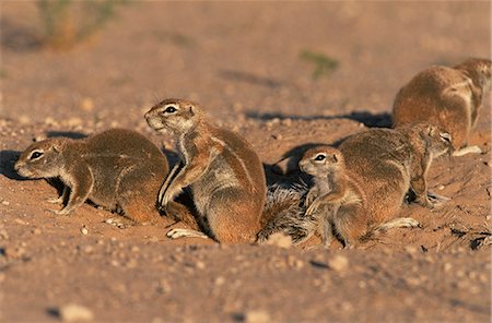 simsearch:841-03060952,k - Ground squirrel family at burrow (Xerus inauris), Kgalagadi Transfrontier Park, South Africa, Africa Foto de stock - Con derechos protegidos, Código: 841-03060907