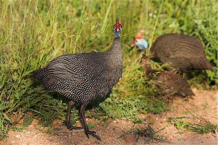 Helmeted guineafowl, Numida meleagris, South Africa, Africa Stock Photo - Rights-Managed, Code: 841-03060918
