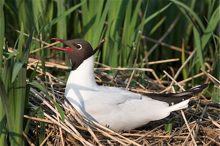 Blackheaded gull, Larus ridibundus, on nest, Leighton Moss R.S.P.B. Reserve, England, United Kingdom, Europe Foto de stock - Con derechos protegidos, Código: 841-03060926