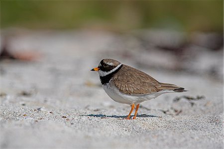 pluvier - Gravelot Charadrius hiaticula, péninsule d'Applecross, Wester Ross, Ecosse, Royaume-Uni, Europe Photographie de stock - Rights-Managed, Code: 841-03060927