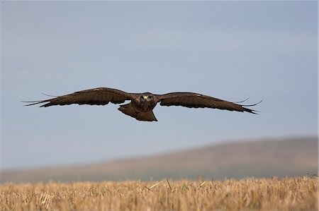 Buzzard (Buteo buteo), flying over farmland, captive, Cumbria, England, United Kingdom, Europe Stock Photo - Rights-Managed, Code: 841-03060934