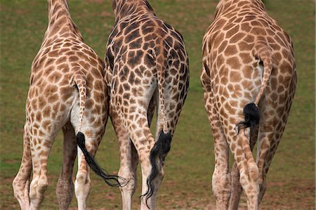 simsearch:841-03060931,k - Girafes Rothschild (Giraffa camelopardalis rothschildi,) de la peau, en captivité, originaire d'Afrique de l'est, Afrique Photographie de stock - Rights-Managed, Code: 841-03060932