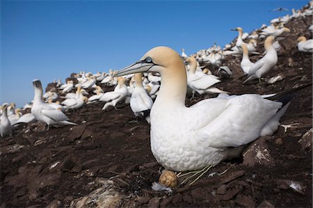 Gannet (Morus bassanus), on nest with egg, Bass Rock, Scotland, United Kingdom, Europe Stock Photo - Rights-Managed, Code: 841-03060946