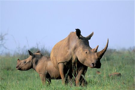 simsearch:841-03490033,k - White rhino (Ceratherium simum) with calf, Itala Game Reserve, South Africa, Africa Foto de stock - Con derechos protegidos, Código: 841-03060943