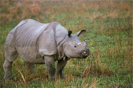simsearch:841-06499731,k - Indian one-horned rhino (Rhinoceros unicornis), Kaziranga National Park, Assam state, India, Asia Foto de stock - Con derechos protegidos, Código: 841-03060956