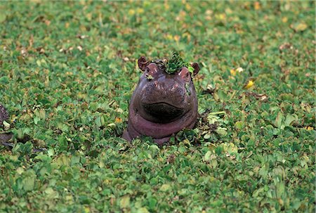 Hippopatamus dans l'eau, Kenya, Afrique de l'est, Afrique Photographie de stock - Rights-Managed, Code: 841-03060961