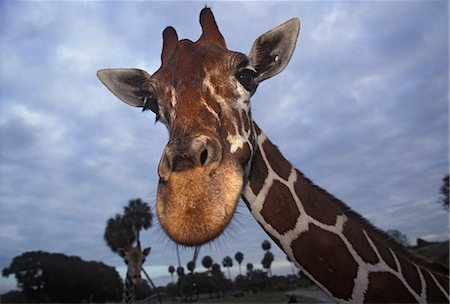 simsearch:841-02943754,k - Giraffe, Africa Foto de stock - Direito Controlado, Número: 841-03060976