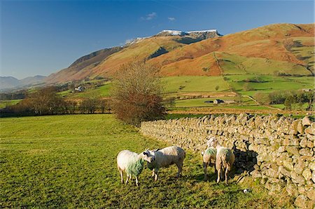 simsearch:841-02826234,k - Saddleback, four grazing sheep, Lake Distict, Cumbria, England, United Kingdom, Europe Fotografie stock - Rights-Managed, Codice: 841-03061111