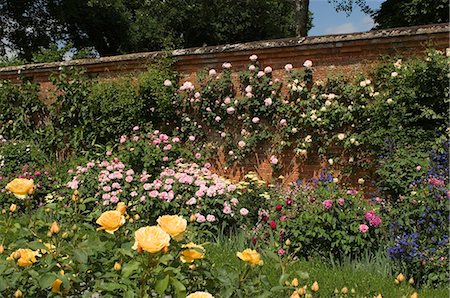 simsearch:841-03483724,k - A rose border against a red brick wall, Mottisfont Abbey Garden, Hampshire, England, United Kingdom, Europe Stock Photo - Rights-Managed, Code: 841-03061451