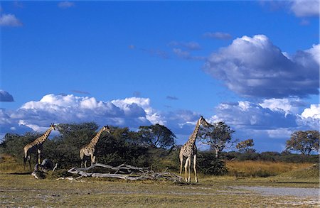Girafe, Giraffa camelopardalis, Moremi Wildlife Reserve, Botswana, Afrique Photographie de stock - Rights-Managed, Code: 841-03061567