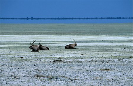 simsearch:841-03060864,k - Oryx, gemsbok, Oryx gazella, Etosha National Park, Namibia, Africa Foto de stock - Con derechos protegidos, Código: 841-03061586