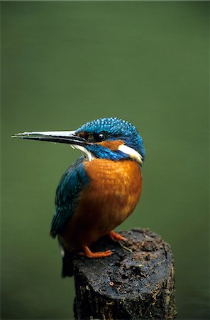 Kingfisher, (Alcedo atthis), NRW, Bielefeld, Allemagne, Europe Photographie de stock - Rights-Managed, Code: 841-03061588