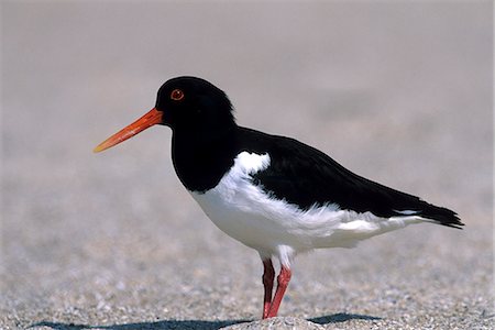 simsearch:841-03490196,k - Huîtrier de Bachman, (Haematopus ostralegus), Helgoland, Allemagne, Europe Photographie de stock - Rights-Managed, Code: 841-03061589