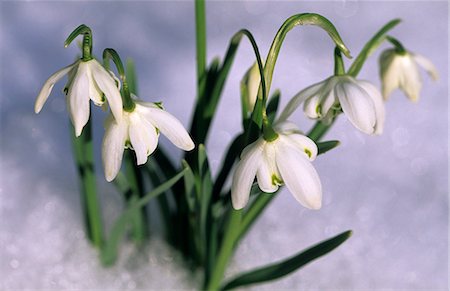 Snowdrops, Galanthus nivalis, Bielefeld, Germany, Europe Foto de stock - Con derechos protegidos, Código: 841-03061621