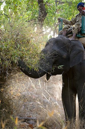 Mahout and Indian elephant (Elephus maximus) eating, Bandhavgarh National Park, Madhya Pradesh state, India, Asia Stock Photo - Rights-Managed, Code: 841-03061658