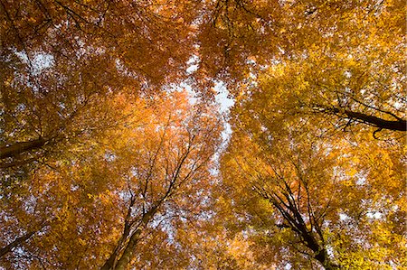 simsearch:841-03061609,k - Beech tree forest in autumn, Senne, Nordrhein Westfalen, Germany, Europe Foto de stock - Con derechos protegidos, Código: 841-03061651