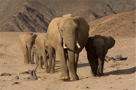simsearch:841-05783188,k - Herd of desert-dwelling elephants (Loxodonta africana africana), Namibia, Africa Stock Photo - Rights-Managed, Code: 841-03061665