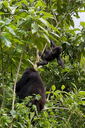 Gorille de montagne (Gorilla gorilla beringei) avec son bébé, Rwanda (frontière du Congo), Afrique Photographie de stock - Rights-Managed, Code: 841-03061682