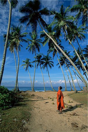 single coconut tree picture - Buddhist monk looking up at palm trees between Unawatuna and Weligama, Sri Lanka, Asia Stock Photo - Rights-Managed, Code: 841-03061784