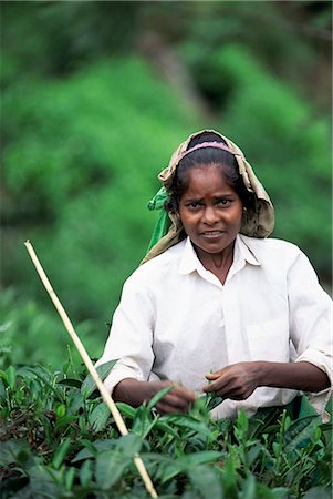 simsearch:841-02825863,k - Portrait of a tea plucker, Sri Lanka, Asia Stock Photo - Rights-Managed, Code: 841-03061788