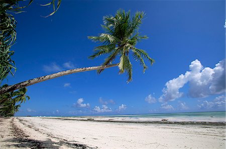 Palm tree, Kiwengwa beach, Zanzibar, Tanzania, East Africa, Africa Stock Photo - Rights-Managed, Code: 841-03061826