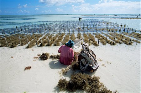 Two women working in seaweed cultivation, Zanzibar, Tanzania, East Africa, Africa Stock Photo - Rights-Managed, Code: 841-03061841