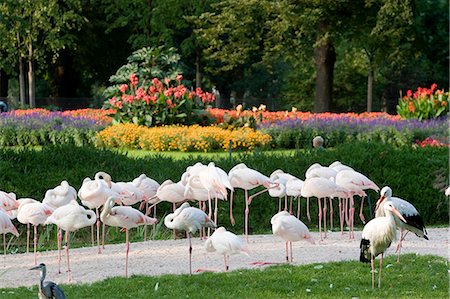 Wilhelma Zoo and Botanical Gardens, Stuttgart, Baden Wurttemberg, Germany, Europe Stock Photo - Rights-Managed, Code: 841-03061997