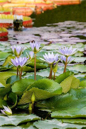 simsearch:841-07590115,k - Wilhelma Zoo and Botanical Gardens, Stuttgart, Baden Wurttemberg, Germany, Europe Stock Photo - Rights-Managed, Code: 841-03061998