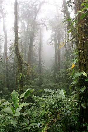 simsearch:841-02712442,k - Rainforest, Santa Elena Cloud Forest Reserve, Costa Rica, Central America Stock Photo - Rights-Managed, Code: 841-03062234