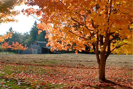 simsearch:841-03063711,k - Maple trees in full autumn color and barn in background, Wax Orchard Road, Vashon Island, Washington State, United States of America, North America Stock Photo - Rights-Managed, Code: 841-03062264