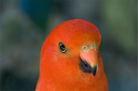 Portrait of king parrot, Victoria, Australia, Pacific Foto de stock - Con derechos protegidos, Código: 841-03062439