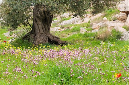 Wildflowers and olive tree, near Halawa, Jordan, Middle East Foto de stock - Con derechos protegidos, Código: 841-03062485