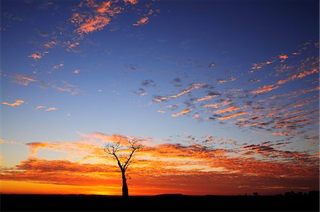 Boab tree at sunrise, Kimberley, Western Australia, Australia, Pacific Stock Photo - Rights-Managed, Code: 841-03062506