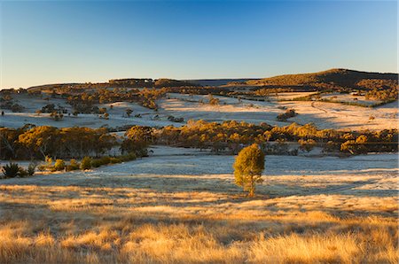 Field and hoar frost, Great Dividing Range, near Goulburn, New South Wales, Australia, Pacific Foto de stock - Con derechos protegidos, Código: 841-03062521