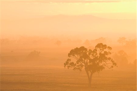 Eucalyptus tree and morning fog, Carroll, New South Wales, Australia, Pacific Foto de stock - Con derechos protegidos, Código: 841-03062522