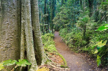 dorrigo national park - Path through rainforest, Dorrigo National Park, UNESCO World Heritage Site, New South Wales, Australia, Pacific Foto de stock - Con derechos protegidos, Código: 841-03062546